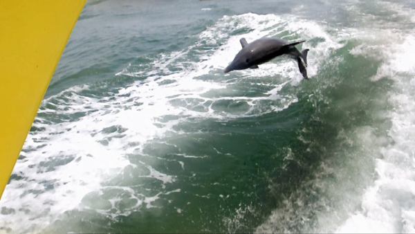 dolphins surfing the wake